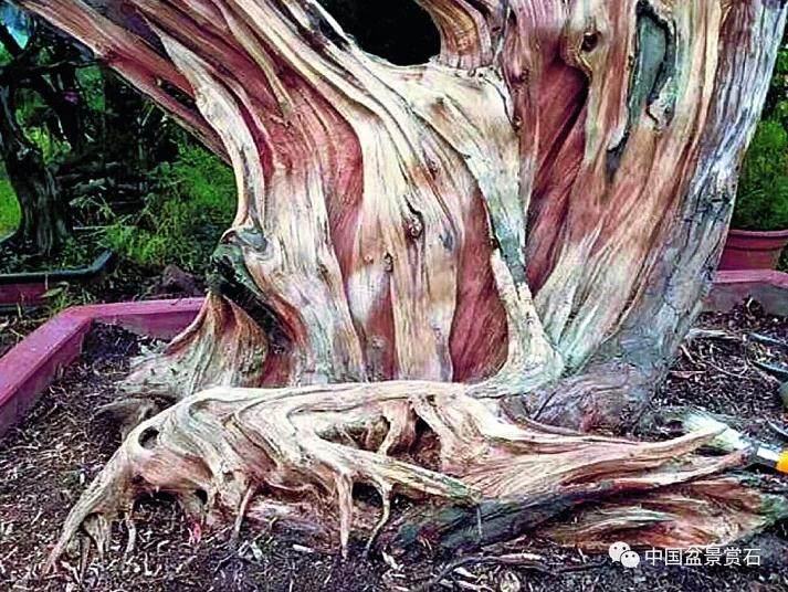 图解 盆景怎么镂雕制作的13个过程