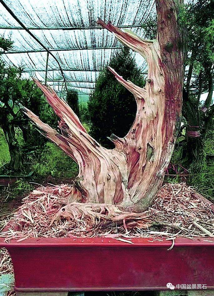 图解 盆景怎么镂雕制作的13个过程