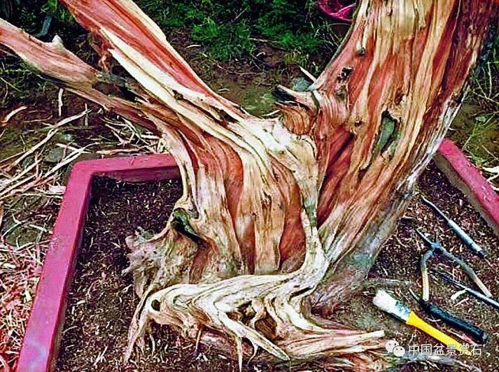 图解 盆景怎么镂雕制作的13个过程