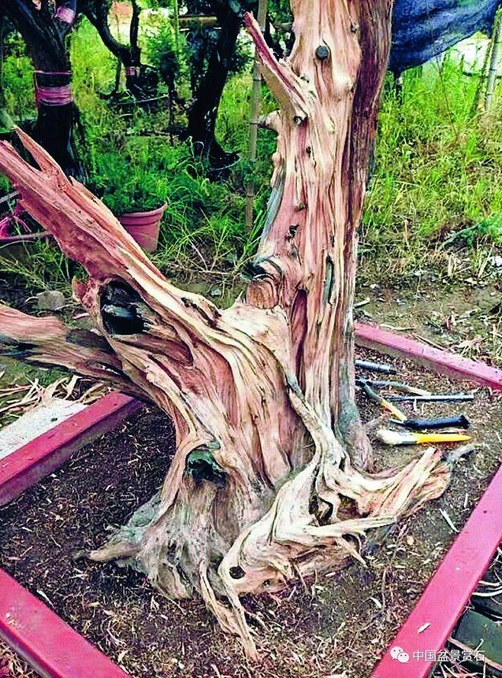 图解 盆景怎么镂雕制作的13个过程