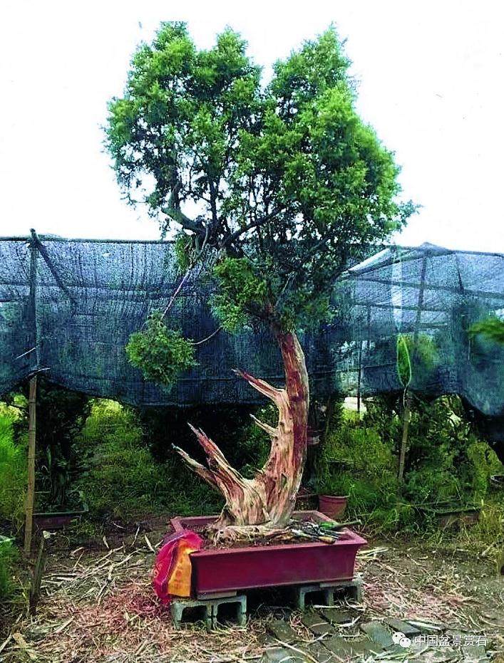 图解 盆景怎么镂雕制作的13个过程