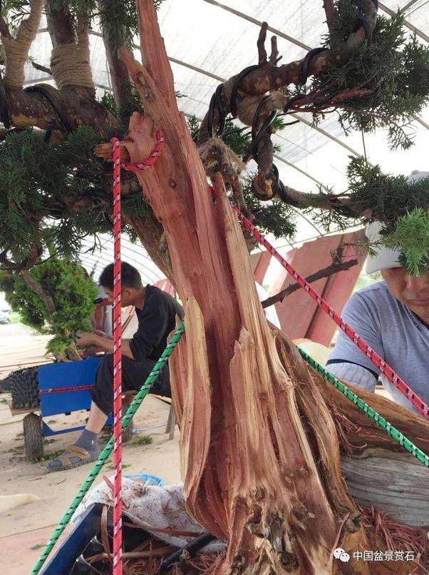 图解 盆景怎么镂雕制作的13个过程