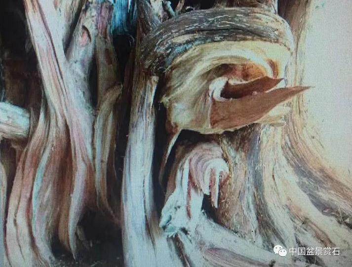 图解 盆景怎么镂雕制作的13个过程