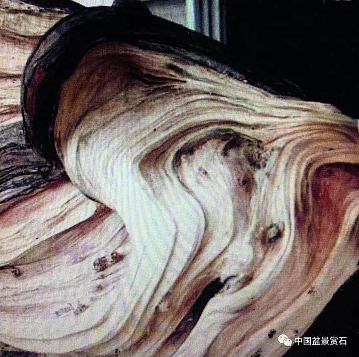 图解 盆景怎么镂雕制作的13个过程