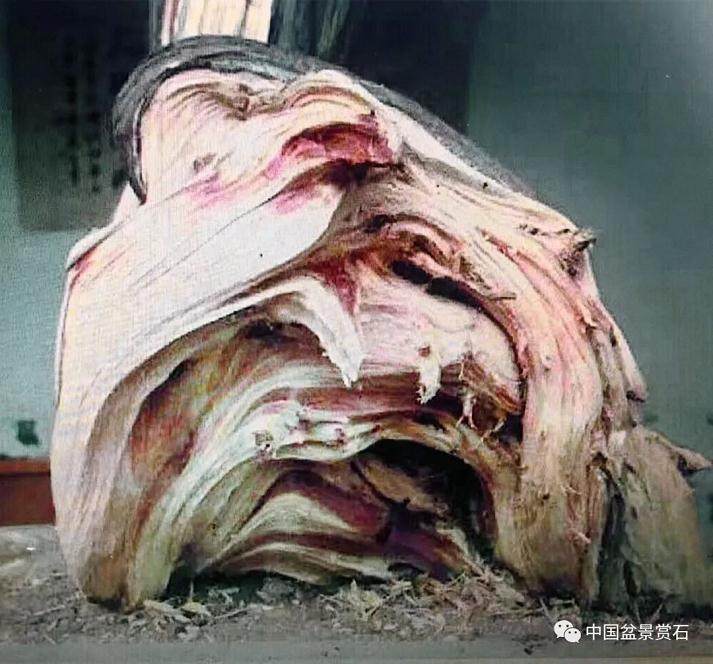 图解 盆景怎么镂雕制作的13个过程