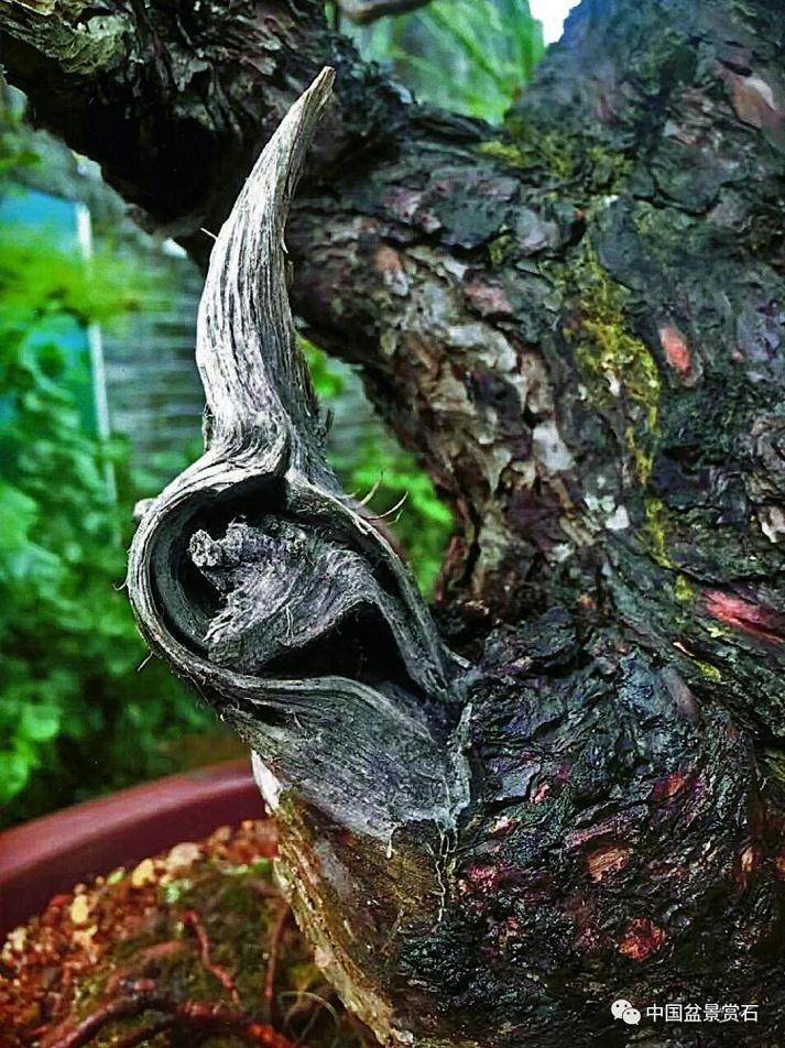 图解 盆景怎么镂雕制作的13个过程