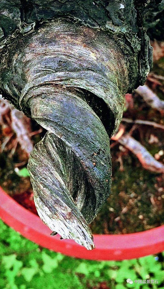 图解 盆景怎么镂雕制作的13个过程