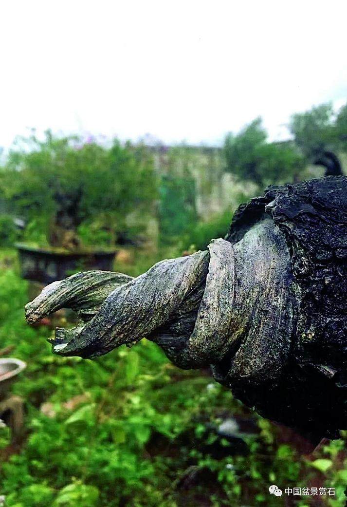 图解 盆景怎么镂雕制作的13个过程