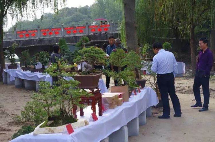河南盆景协会信阳委员会第二届盆景展