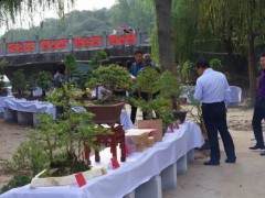 河南省盆景协会信阳委员会第二届盆景展