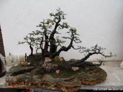 金弹子盆景造型法的迂回技术