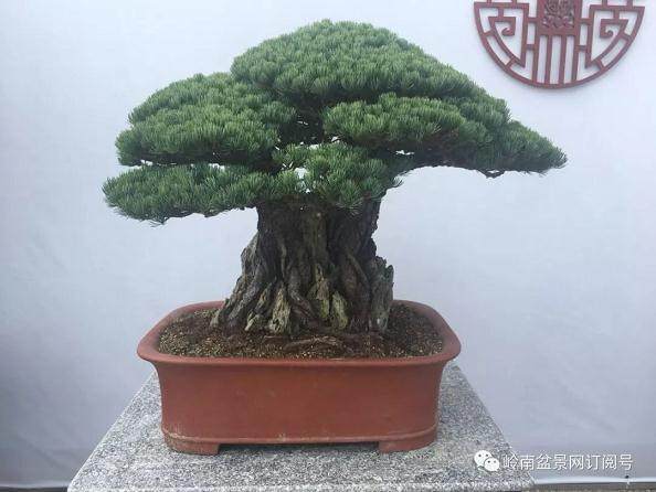 广东盆景协会布展组兄弟们点赞