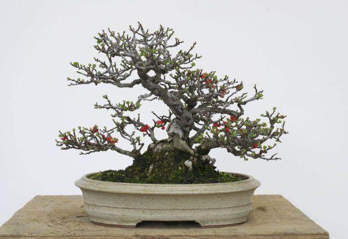 长寿梅盆景制作笔记 - 第4部分