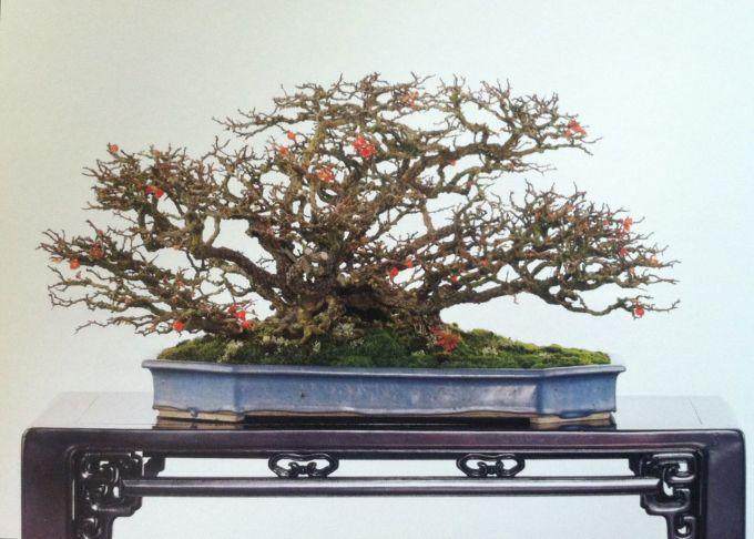 长寿梅盆景制作笔记 - 第4部分