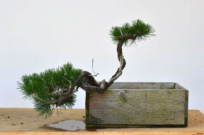图解 海岸松盆景根部怎么修剪的过程