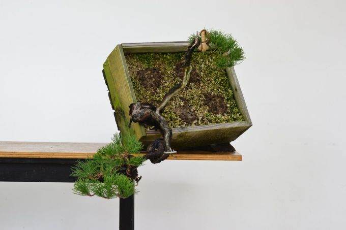 图解 海岸松盆景根部怎么修剪的过程