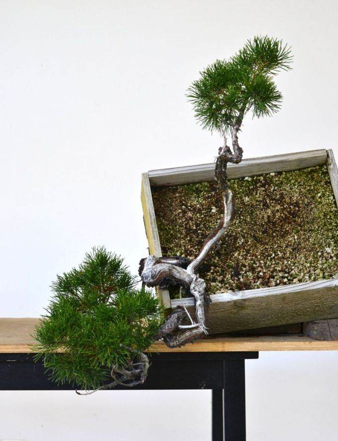 图解 海岸松盆景根部怎么修剪的过程