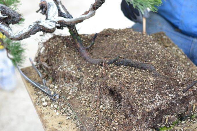 图解 海岸松盆景根部怎么修剪的过程