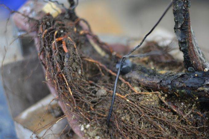 图解 海岸松盆景根部怎么修剪的过程