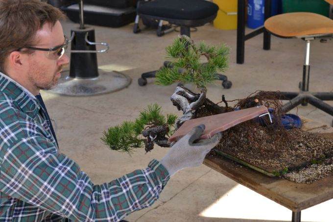 图解 海岸松盆景根部怎么修剪的过程