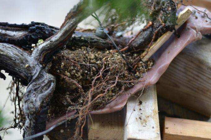 图解 海岸松盆景根部怎么修剪的过程