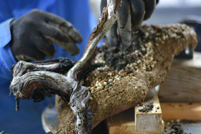 图解 海岸松盆景根部怎么修剪的过程