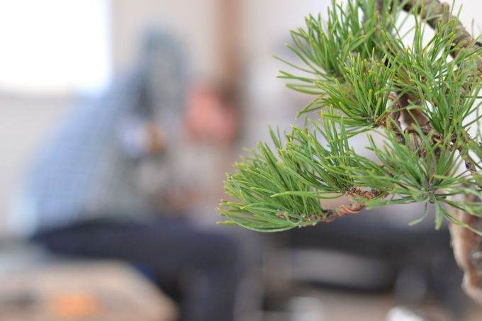 图解 海岸松盆景根部怎么修剪的过程