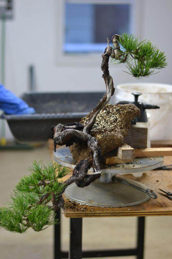 图解 海岸松盆景根部怎么修剪的过程