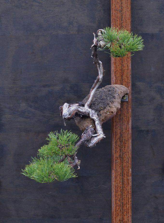 图解 海岸松盆景根部怎么修剪的过程