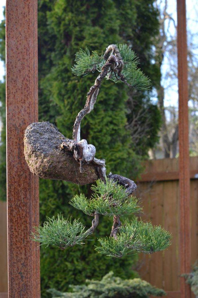 图解 海岸松盆景根部怎么修剪的过程