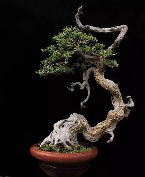 “盆景”和“桩材”的分离,才是盆景网站的未来之路