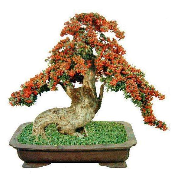 盆景素材的采集与培养