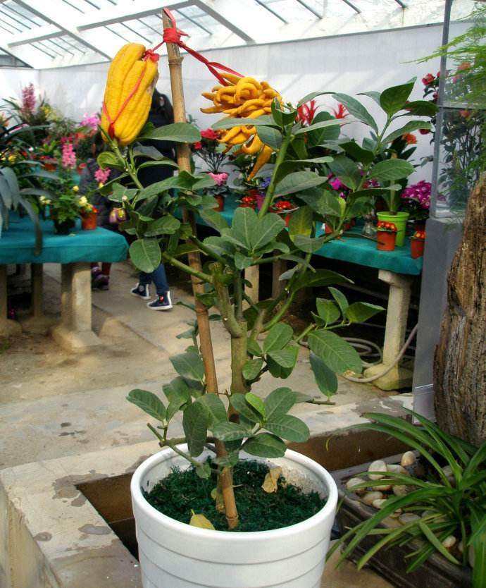 金华今年佛手小盆景价格要比去年上涨200%