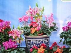 中原花博会 500万盆鲜花盆景恭迎八方宾