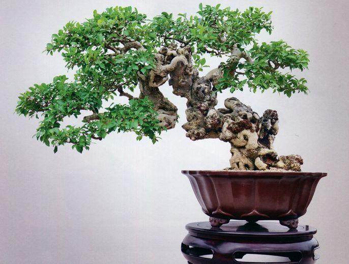榕树盆景深加工 去年一年就创产值50多万元