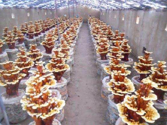 制作灵芝盆景的3个步骤