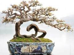 芳村又是中国岭南盆景艺术的发祥地之一