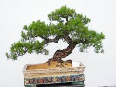 金盾出版社再版发行的《盆景制作与养护》一书