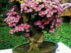 经多次相约 记者才采访到中国盆景艺术家  徐耀奎