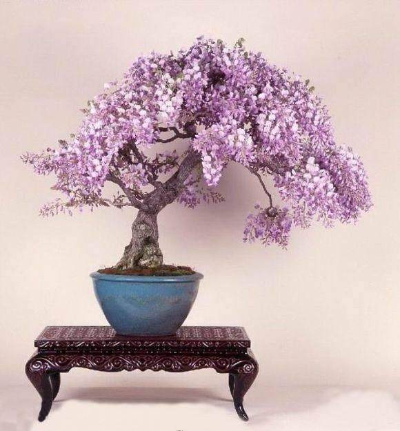 漳州漳浦盆景之乡