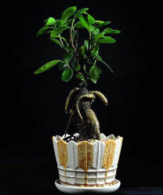 漳浦县与荷兰客商签订24万株榕树盆景的合同