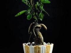 漳浦县与荷兰客商签订24万株榕树盆景的合同