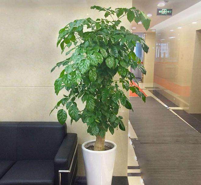 如何在茶几、书案、组合柜上摆上色彩相宜的盆景？