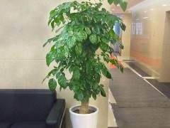 如何在茶几书案组合柜上摆上色彩相宜的盆景？