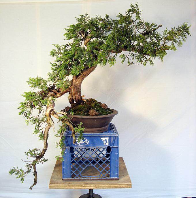 图解 落基山杜松盆景怎么造型的8个过程