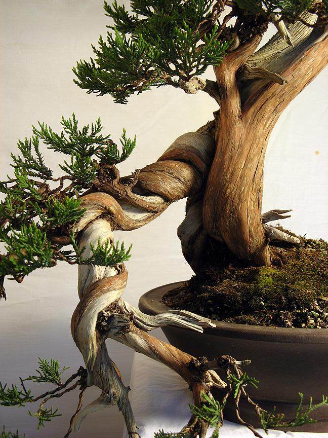 图解 落基山杜松盆景怎么造型的8个过程