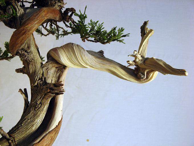 图解 落基山杜松盆景怎么造型的8个过程