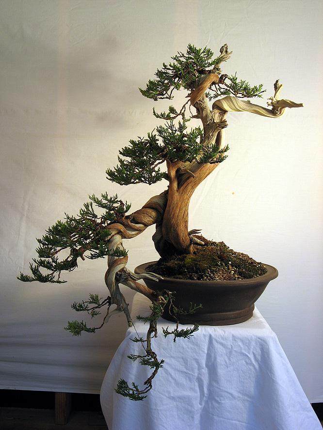 图解 落基山杜松盆景怎么造型的8个过程