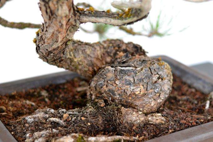 多图片演示对黄松盆景的造型过程