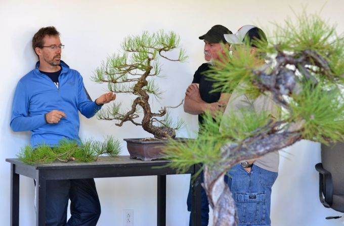 图解 用8幅图 来演示黄松盆景的造型过程